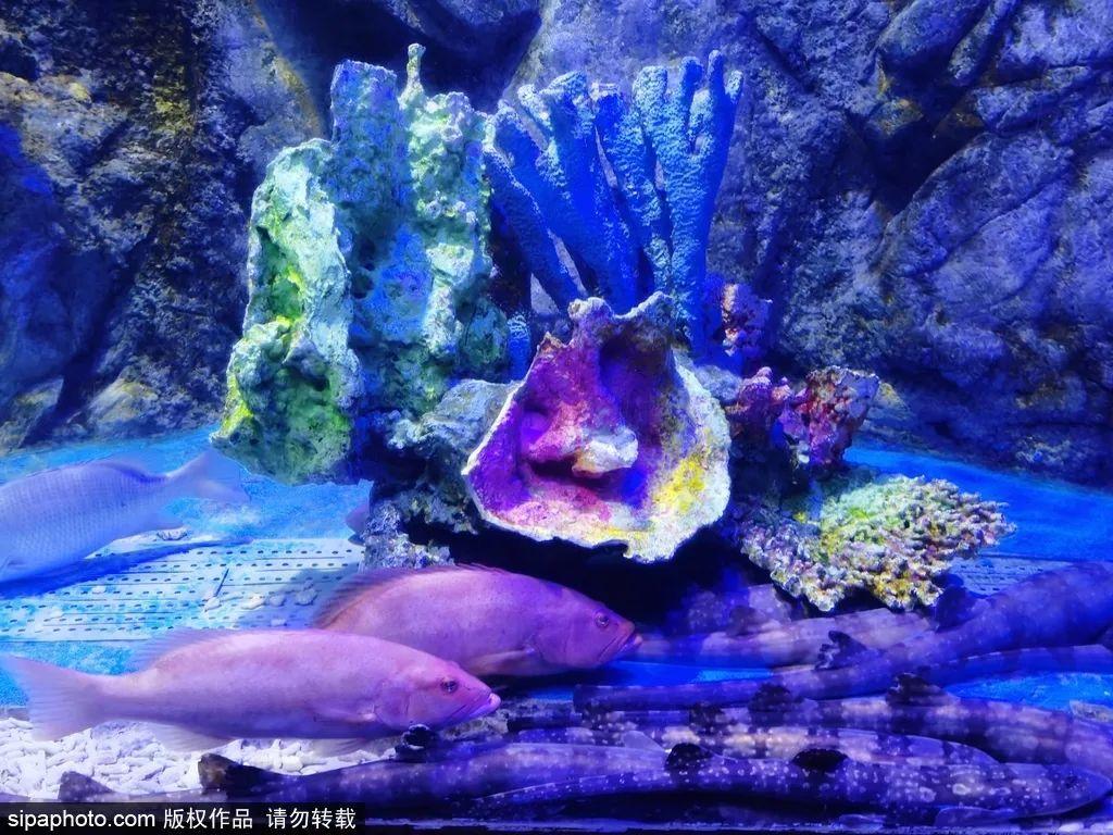 中國(guó)最大的海洋館排名前十(中國(guó)最好水族館的排行)