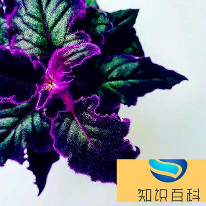 植物的自我保護—長毛的葉(真沒想到)