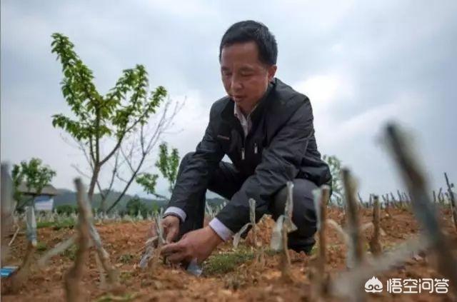 中國楊梅哪里的最有名（什么品種楊梅最好吃）