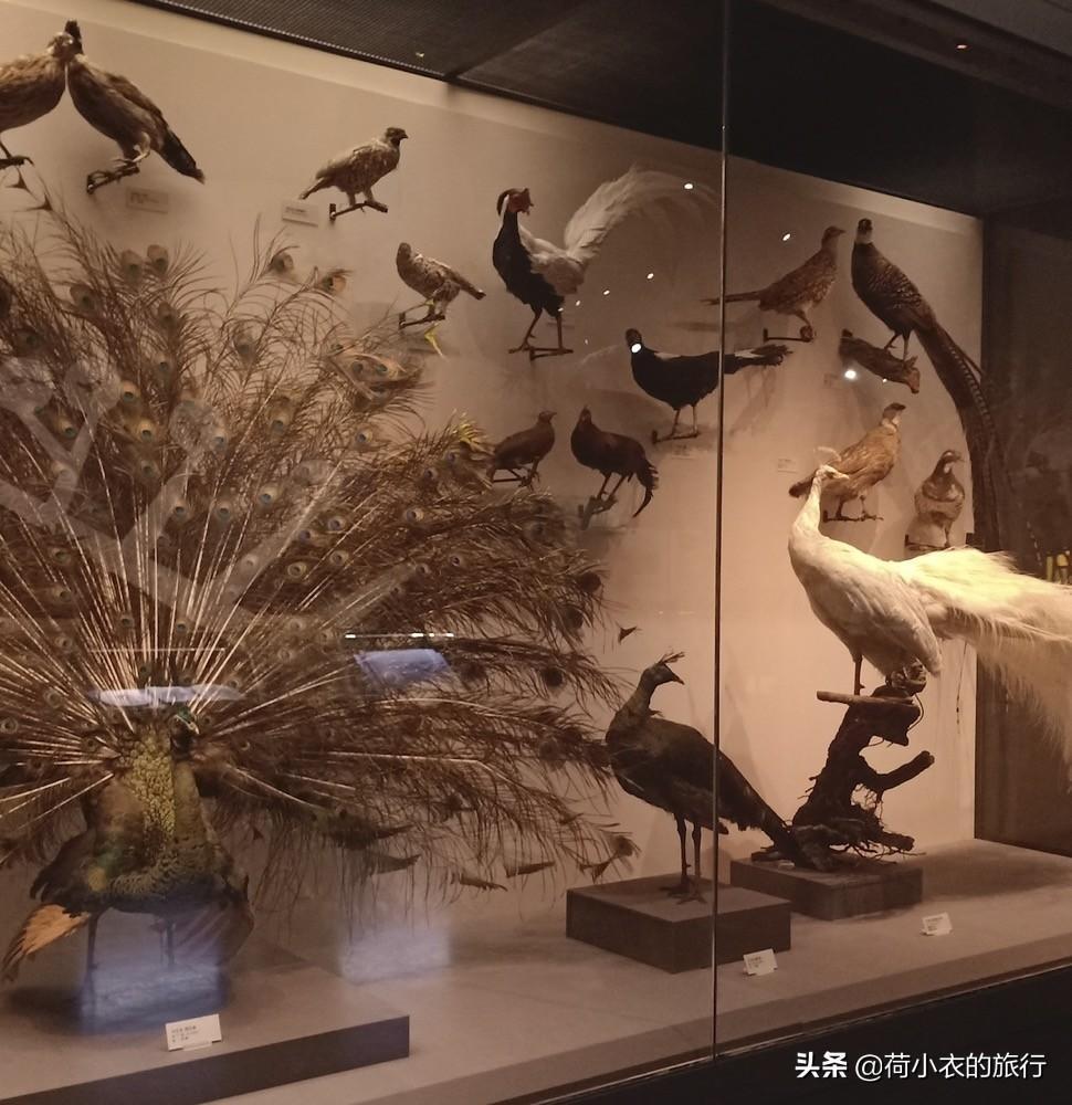 中國四大博物館是哪四個(全國最值得去的博物館排名)