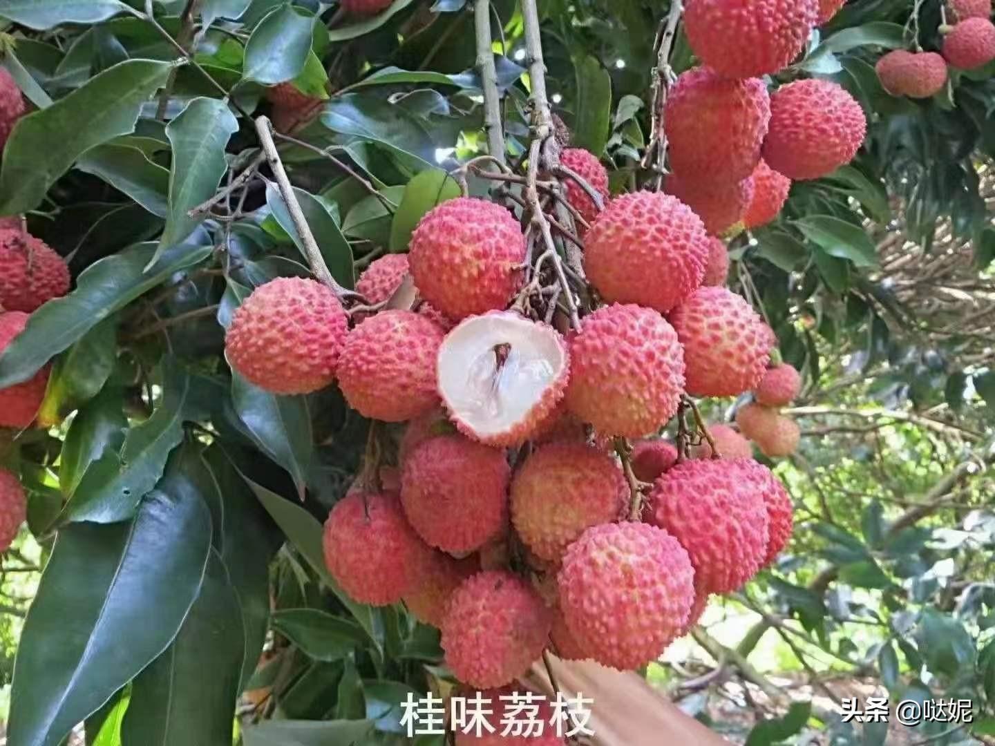 中國荔枝之鄉(xiāng)是哪個城市(中國三大荔枝產(chǎn)地)