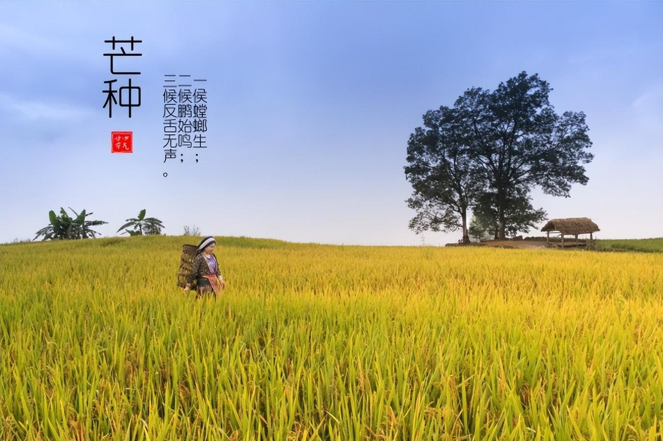芒種的說說文案「精選29句推薦」