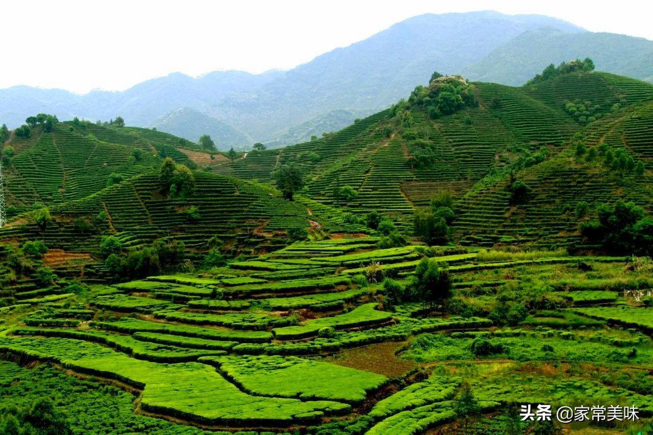 中國(guó)喜歡喝茶城市排名(中國(guó)最?lèi)?ài)喝茶的十大城市)