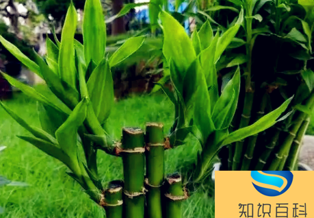 新房適合養什么綠植旺宅(一看就會)