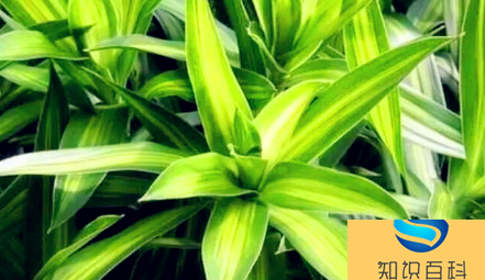 新房適合養什么綠植旺宅(一看就會)