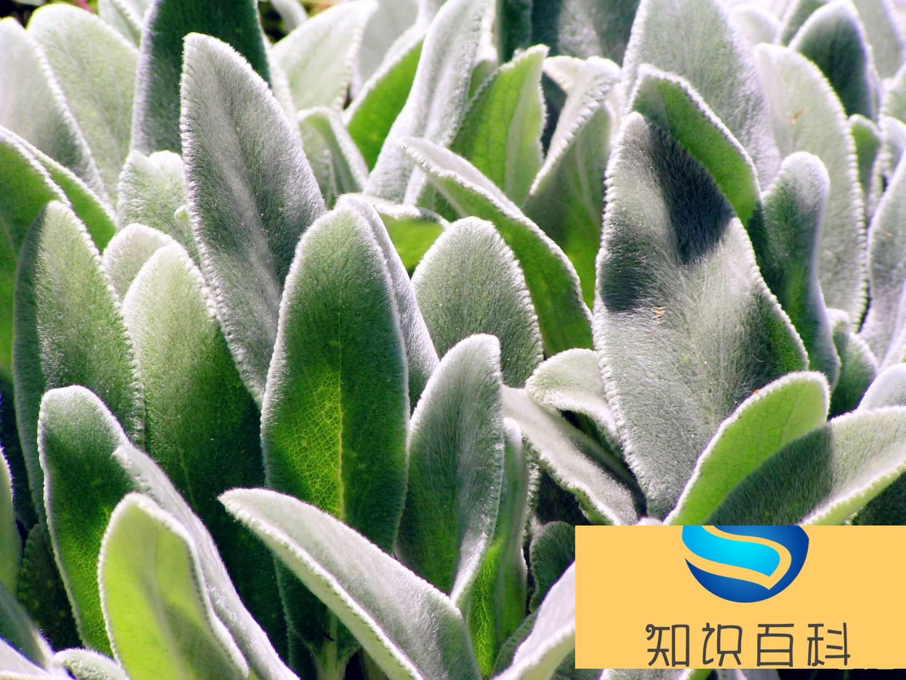 植物的自我保護—長毛的葉(真沒想到)