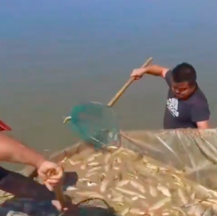 鄱陽湖上萬斤魚擱淺 20多人自費轉(zhuǎn)運 送萬斤擱淺魚到贛江