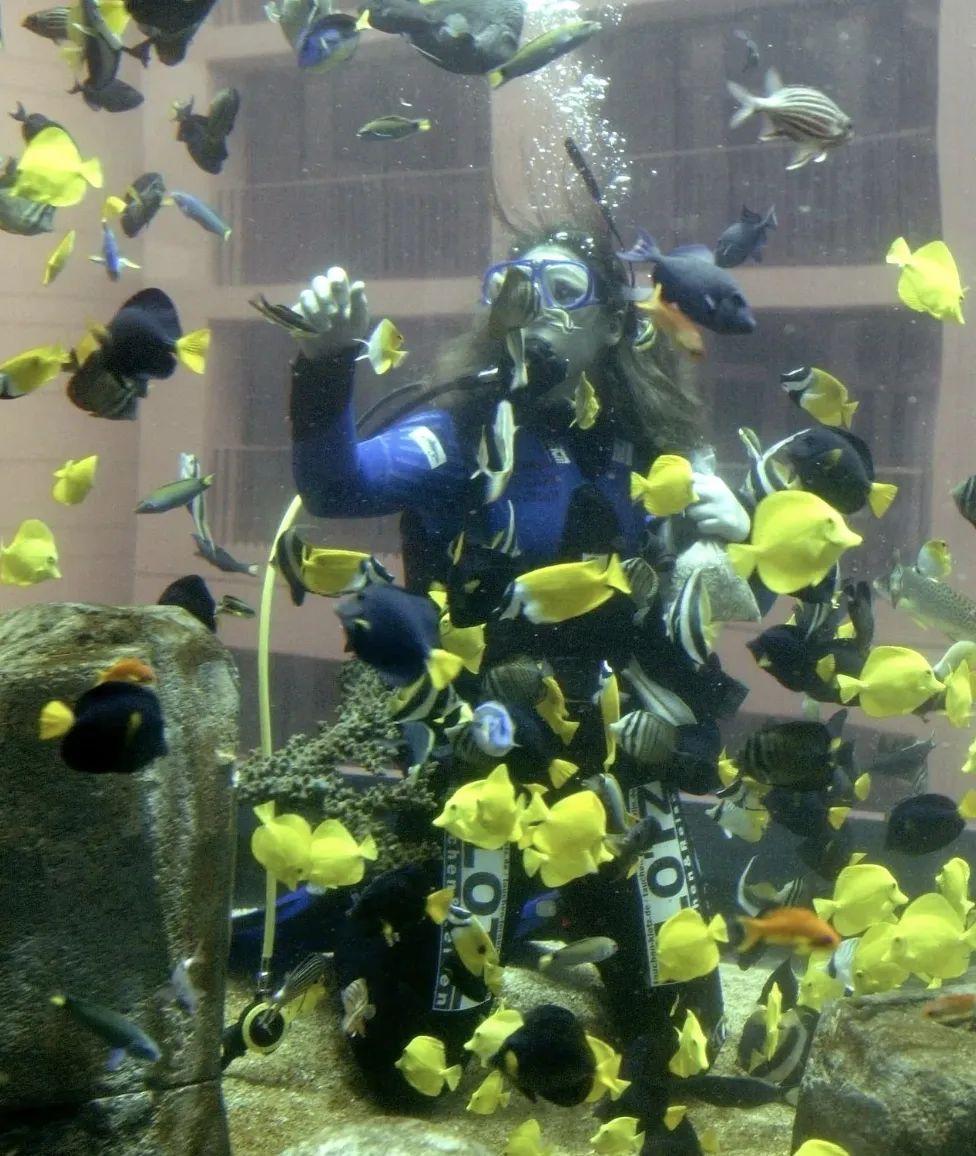 世界最大獨立圓柱體水族館爆裂，制造商介入調查