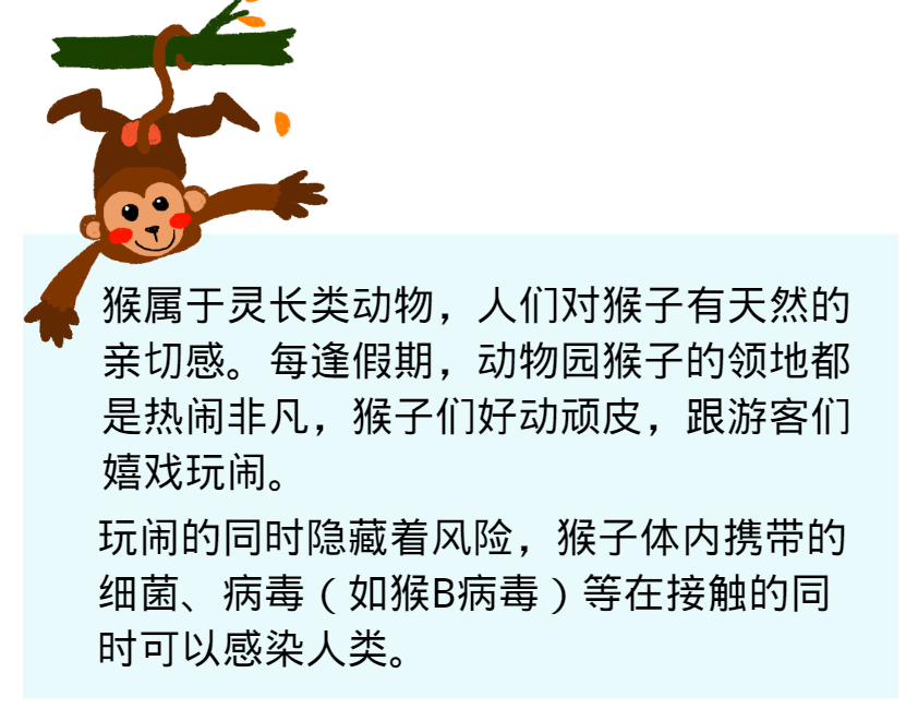 猴子的b是什么樣（帶你了解猴B病毒）