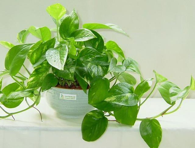防輻射植物(防輻射植物好看又好養)
