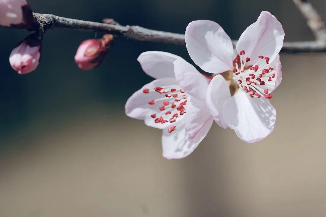 桃花什么時(shí)候開(kāi)(三月桃花開(kāi))