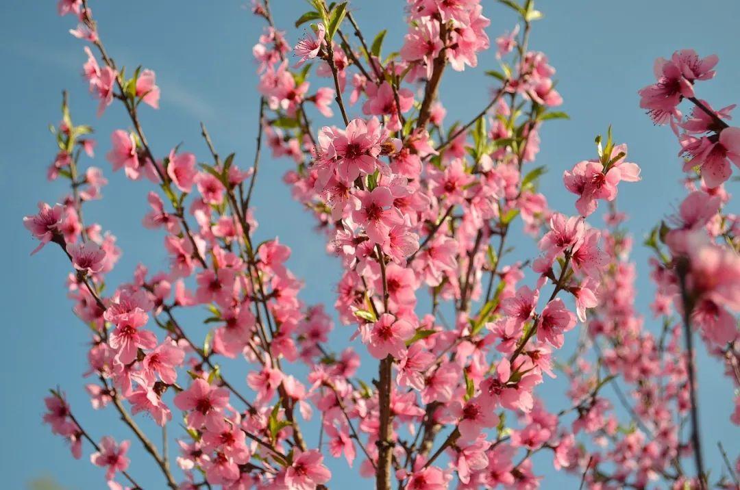 桃花什么時(shí)候開(kāi)(三月桃花開(kāi))