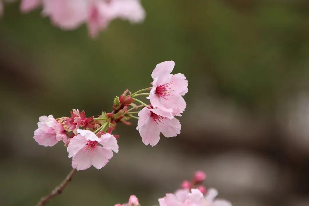 桃花什么時(shí)候開(kāi)(三月桃花開(kāi))