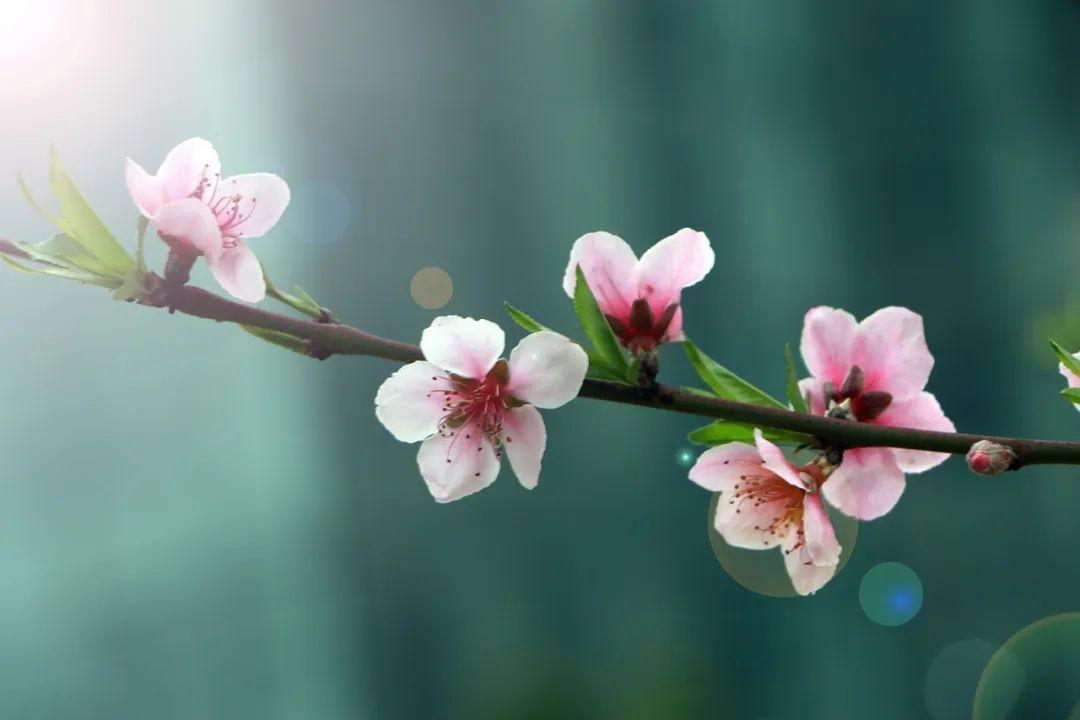 桃花什么時(shí)候開(kāi)(三月桃花開(kāi))