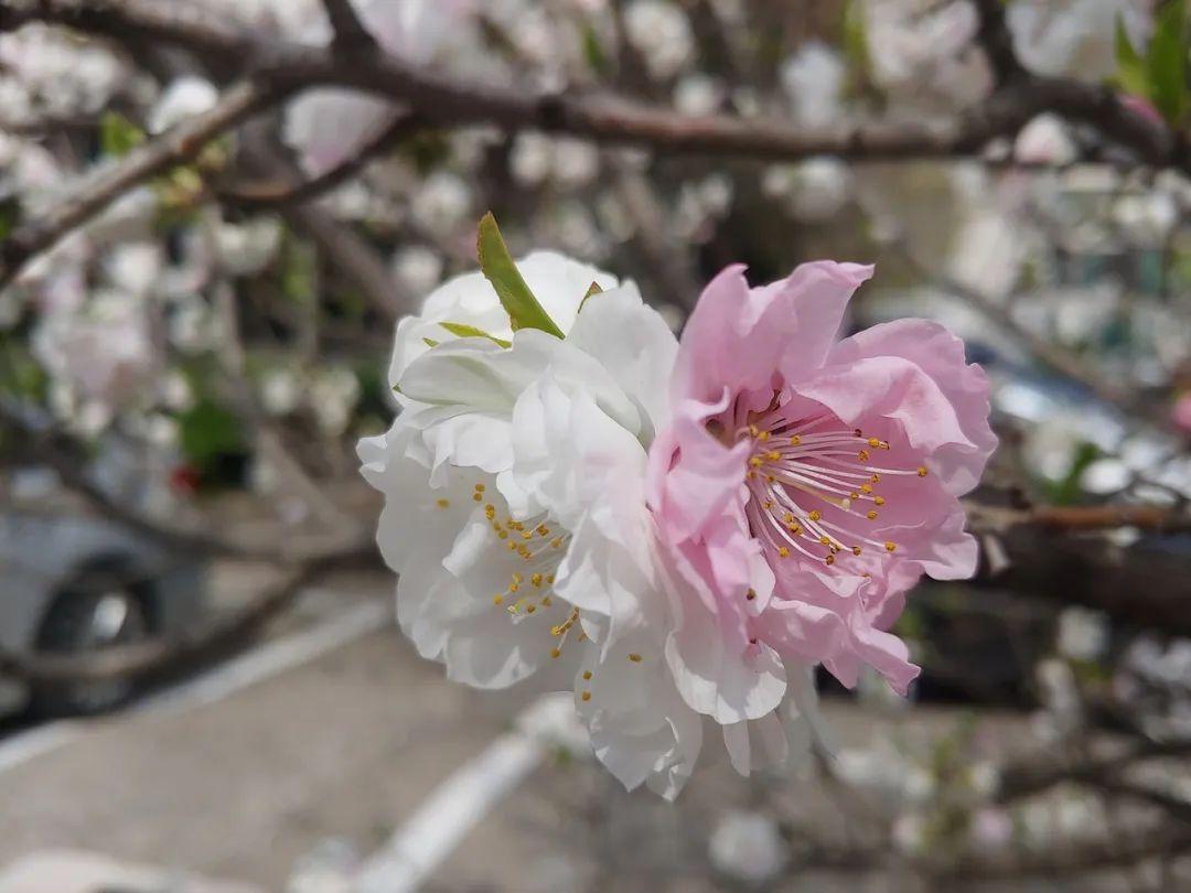 桃花什么時(shí)候開(kāi)(三月桃花開(kāi))
