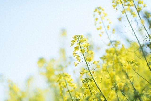 一句看油菜花的心情，油菜花開的唯美句子發(fā)朋友圈